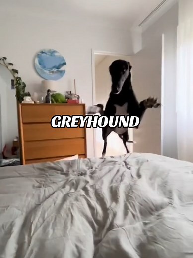 Introduction to Greyhound Dogs and Their Unique Traits