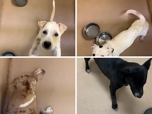 The Midland shelter is full again! 😭 These 4 are at the most risk of being euthanized next. Dogs keep coming in. People keep bringing in strays and owners keep owner surrendering. When is it going to stop? When are people going to start being responsible pet owners? ANY dog adopted will save a life! Please look at the shelter first when looking to adopt! Their lives depend on it! Midland Animal Shelter 1200 N Fairgrounds Road | Midland Animal Shelter Adoptables