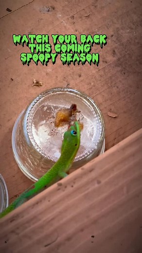 Spooky day geckos #gecko #lizard #reptile #funnyanimals #cuteanimals #funnyreels | geckgoals