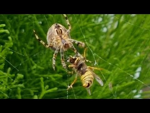 Garden Spider vs Wasp