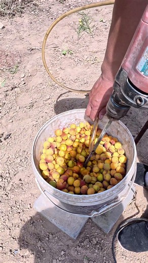 Blending Fruit into Pulp: The Fast Track to Valuable Apricot Pits