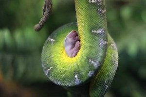 5 Awesome Tree Boas You've Probably Never Seen