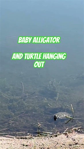 Baby alligators are only 6–8 inches long at birth and chirp to call their mom! 🐊#gators