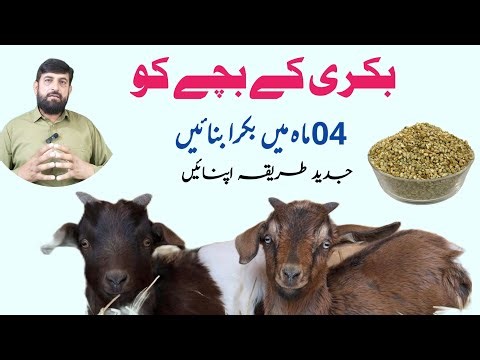 Bakri Ke بچے Ko 90 دنوں Mein Mota Karnay Ka Special Wanda | Goat kid starter at Home