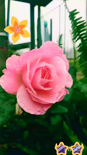 The Lonely Shepherd Lagu Acoustic enak didengar #acoustic #lonelyshepherd | Yanto Nurgi