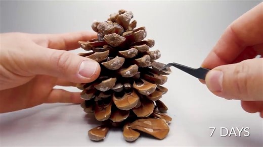 Pine Tree Time-lapse 300 Days