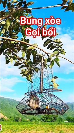 Bông lau mồi gọi bổi, bung xòe #birds #bẫybônglau