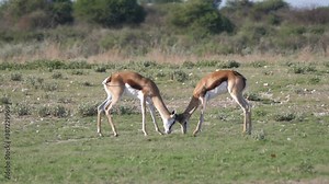 Springbok locking horns in a fight at Central Kalahari Game Reserve in Botswana