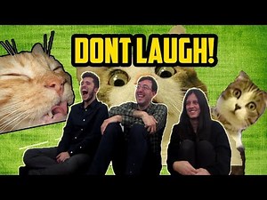 Cats Being Jerks - Try Not To Laugh CHALLENGE!