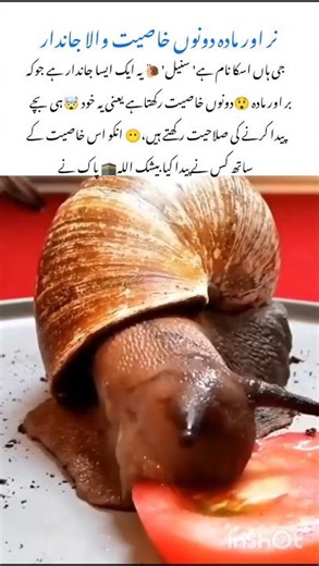 Snail 🐌 The Animal With Both Genders #snail #naturefacts #wildlife #nature #shorts