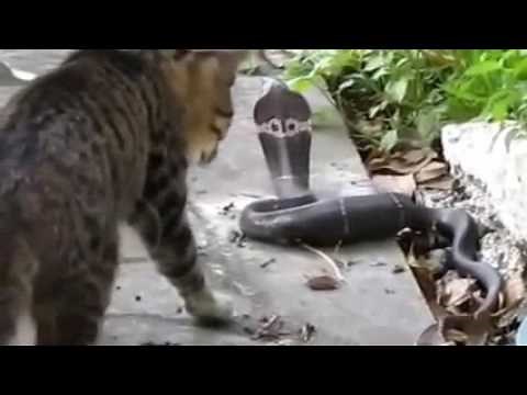 Cats Vs Snake / Best Compilation