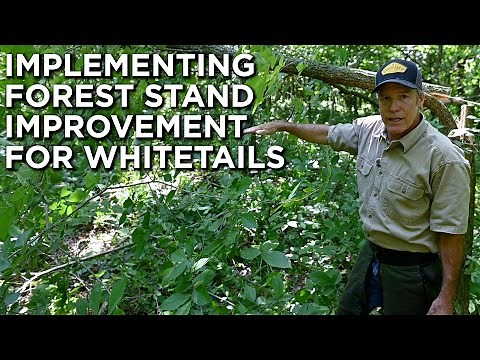 IMPLEMENTING Forest Stand Improvement For Whitetails With Dr. Craig Harper