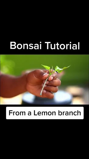 Delicate Lemon Bonsai Planting Tutorial