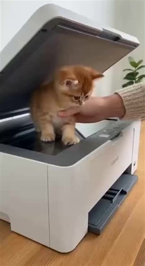 The Infinite Kitten Glitch! 🐈🖨️ #animallover #catlover #catfunny #ViralReels #funnycatvideos