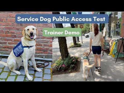 Service Dog Public Access Test | Trainer Demo