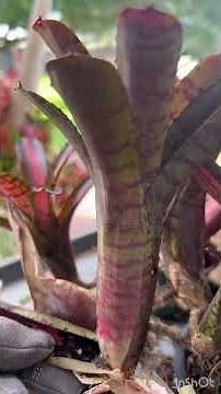 How to Care for Bromeliads #bromeliads #plants #tropicalplants #bromeliads #short
