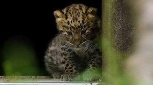 Twycross zoo leopard
