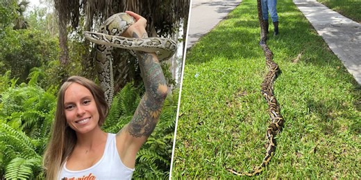 Woman Removes 60 Snakes from the Everglades in Hisssssstoric Python Challenge