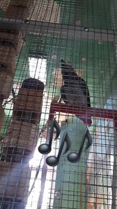 Lilo VS Scooter 🤣🤣🤣 | Lilo & Lotte