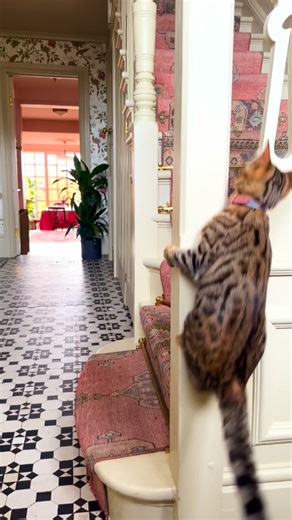 Nina Watson Interiors on Instagram: "Happy new week, and first proper working day of the year for me, although I did do an Interior Consultation yesterday. I’ve got a busy day, continuing a client project and beginning a new one (and the children’s last day of the school holidays today, so a bit of juggling too). Happy new week everyone 😊🌹💚😻 #runningcat #catrun #gardeninspo #stainedglass #frenchdoors #vintageeclectic #catslife #cosycorner #catsoftheday #edwardianhouse #homelydecor #wildgarde