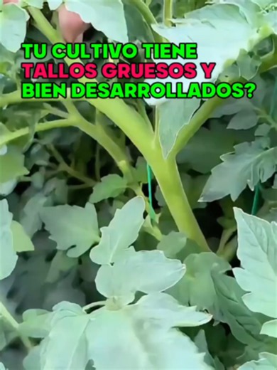 🍅🚨 ¡UN TALLO DELGADO PUEDE TRAERNOS PROBLEMAS! 🌱👀 Una planta con poco desarrollo de tallo puede tener menor soporte y afectar su rendimiento durante el ciclo. ⚠️ 👉 ¿Tu cultivo tiene tallos gruesos y bien desarrollados? #Tomate #Tallo #Agricultura #Cultivos #Agroverde