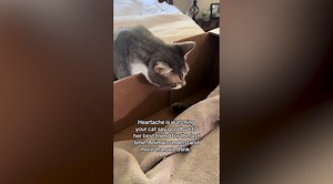 Cat’s Heartbreaking Goodbye To Her Best Friend Leaves Internet In Tears