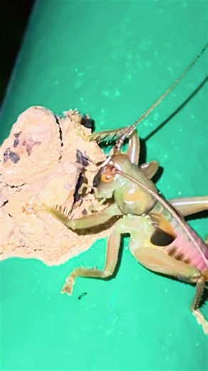 Real-Life Alien Bug Caught on Camera! 🛸 Is 90% Antennae😅🤣 #wildlife #animals #alien #funny #bug