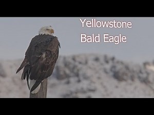 Bald Eagle Close Up