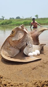 1.7M views · 6.1K reactions | Unbelievable catching big stuck stingray fish river side #fish #fishing #reels #video | Only Fishing | Facebook
