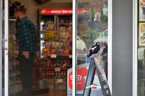 MAP: Where magpies are swooping in Toowoomba