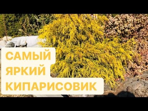 SUN CYPRESS FILIFERA AUREA NANA / description / annual growth