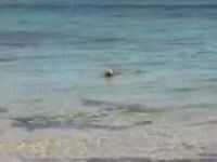 Dog Bites Shark