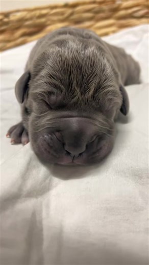 foryou #fyp #puppy #cute #canecorso #foryourpage #puppies #new #Love #omg #stop #share #sharethecare | Jana Aquilina