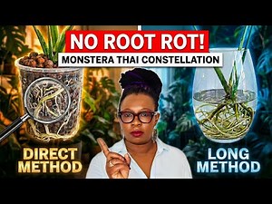 Avoid Root Rot: Thai Constellation to Leca (Direct vs Long Method)