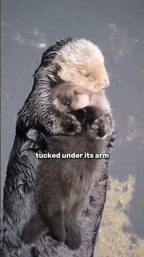 Sea Otter Explained 🦦 | The Ocean’s Cutest Survival Expert