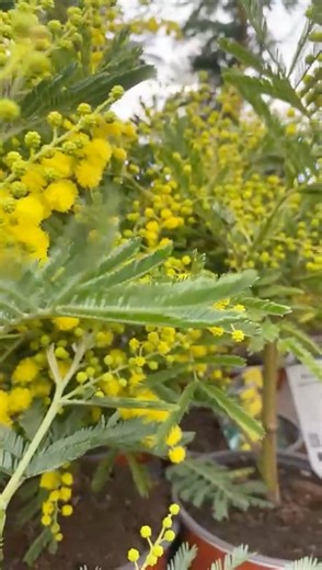 THEY ARE HERE 💛 The Mimosas (Acacia dealbata) have arrived and are ready to cheer up your garden straight away with their bright yellow pompom flowers. Loved for their ornamental beauty, colour and the fact that they flower until March/ April. Available in both centres right now so pop in, pick one up and brighten your outdoor space instantly! | Kings Garden & Leisure