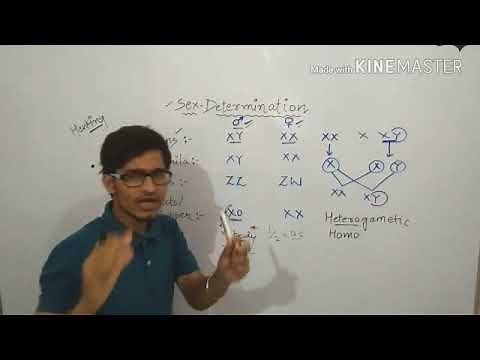 Sex determination in Humans, drosophila, insects and birds.