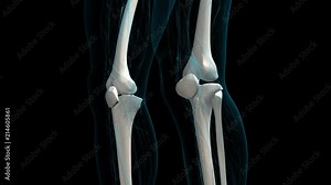 Human anatomy. The anatomical model of a human skeleton is rotated around its axis on black background. Loop animation. 4K