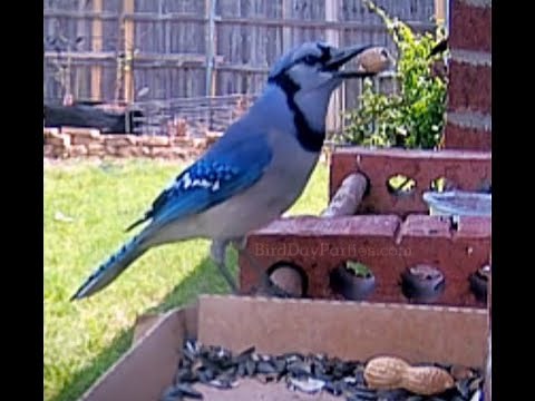 How Blue Jays Eat Peanuts with the Shell On? 🥜🥜