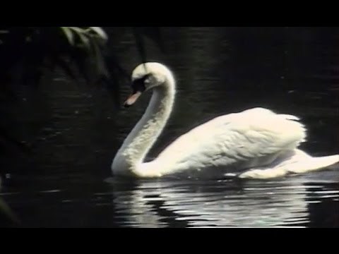 Irys - Białe łabędzie