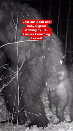 Cautious Adult and Baby Bigfoot Walking by Trail Camera Crunching Leaves! Real or Good AI?