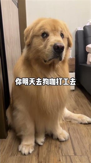 Timi, are you okay? Big sister’s cute pet debut plan, daily records of cute pets, golden retriev