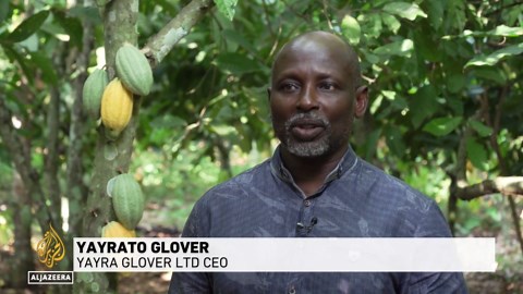 Cocoa plant diseases: Shortages are causing chocolate prices to surge