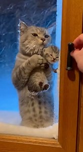 49K views · 413 reactions | Freezing Mother Cat Knocks on Window to Save Kitten from Blizzard This video was produced by Network Media and BlueAxis | Simulated Reality | Facebook