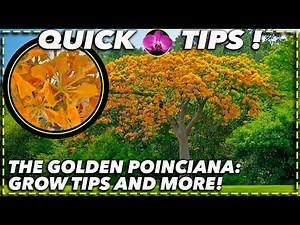 6 Essential PRO Tips for Growing a Breathtaking Golden Poinciana Tree