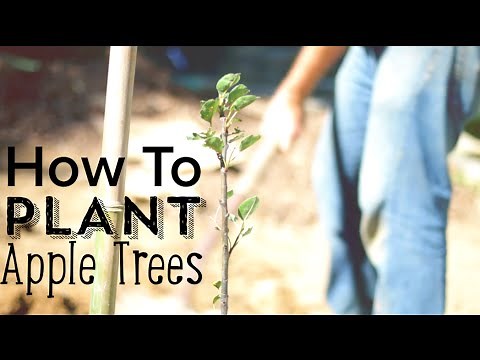 How To Plant Apple Trees (and Other Fruits Too!)