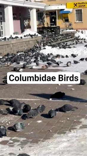 Columbidae Birds | Pigeons