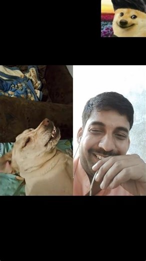 Dogesh bhai funny video ! comedy video #funny ##shortvideo #short #viralvideo #dog