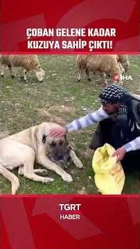 Looked After the Lamb Like Its Own Until the Shepherd Arrived! #shorts