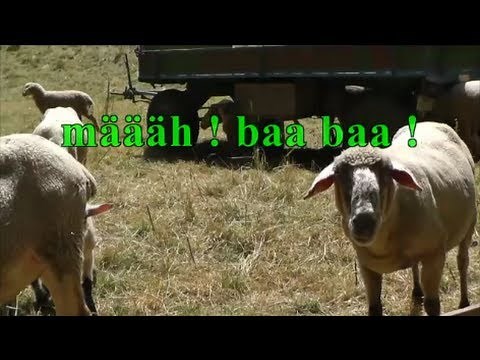 määäh baa baa ???? Schafe - Sheep